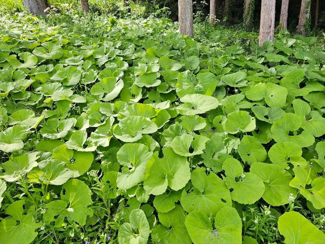 【即日発送】新鮮 産地直送 蕗 ふき 大容量!! — image 4